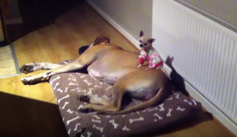 Great Dane and Chihuahua friends