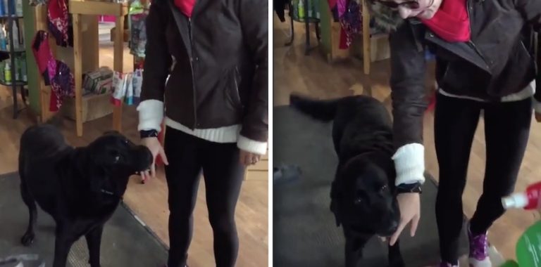 Store Owner’s Dog Does The Funniest Thing To All His Customers