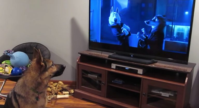 German Shepherd Can’t Resist Singing Every Time He Watches Zootopia