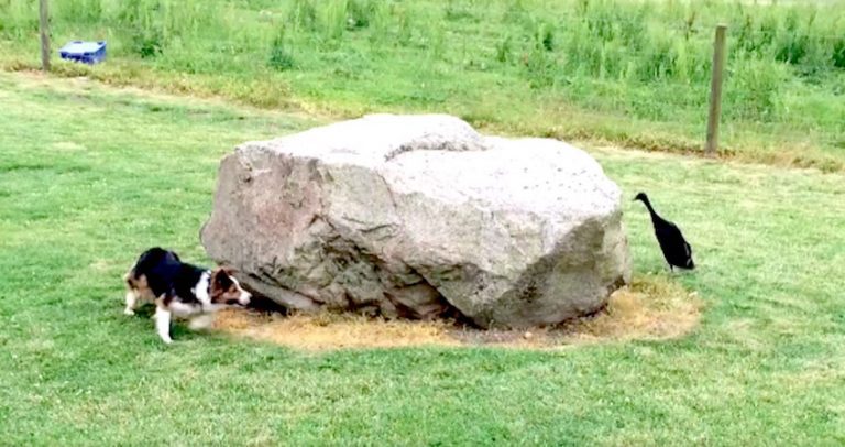 Border Collie And Duck Play Hilarious Game Of ‘Tag’ With Each Other