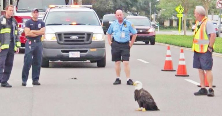 Firefighters Stop Traffic To Rescue Bald Eagle Blocking A Florida Road