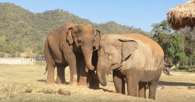 elephant fart