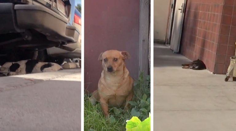 Three Dogs Thrown Out On Streets After Their Owner Died Get A Second Chance