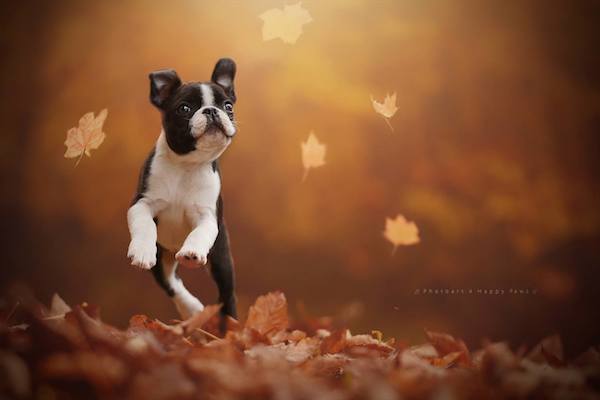 geier-fall-12