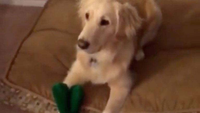 Dog’s Reaction To Seeing Her Favorite Gumby Toy Come To Life Is Priceless