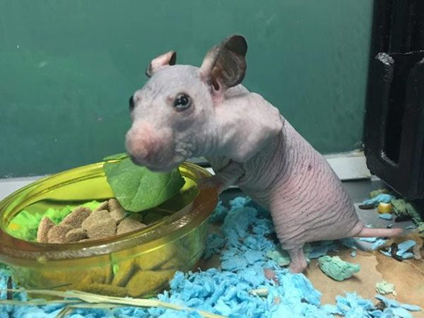 hairless-hamster-tiny-sweater-2