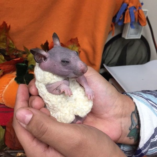 hairless-hamster-tiny-sweater