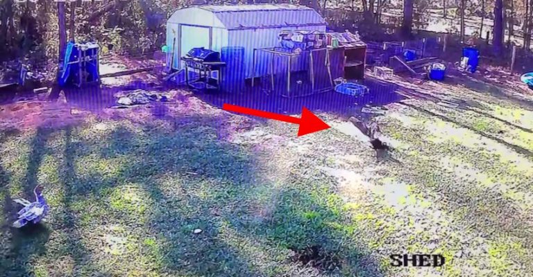 hawk attacks chicken