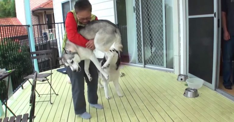 huskies reunite with mom