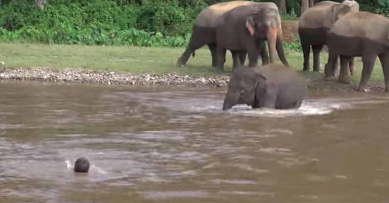 Kham La elephant saves man