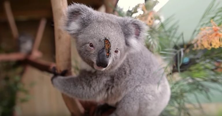 Butterfly Adorably Takes Over Koala Joey’s Photoshoot
