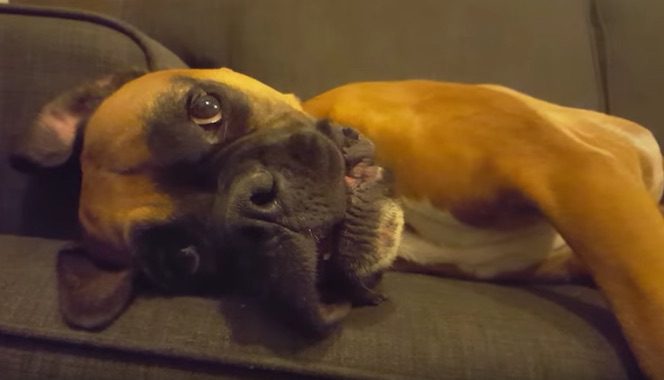 Lily the boxer