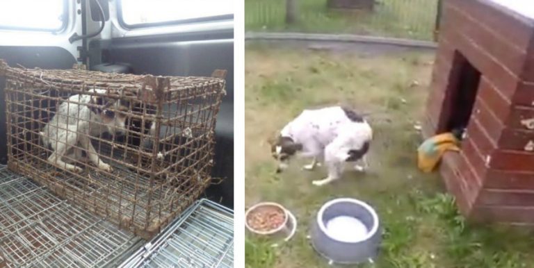 dog saved from cage