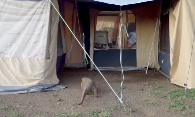 Massive Lizard Scares Tourists After Sneaking Into Their Tent