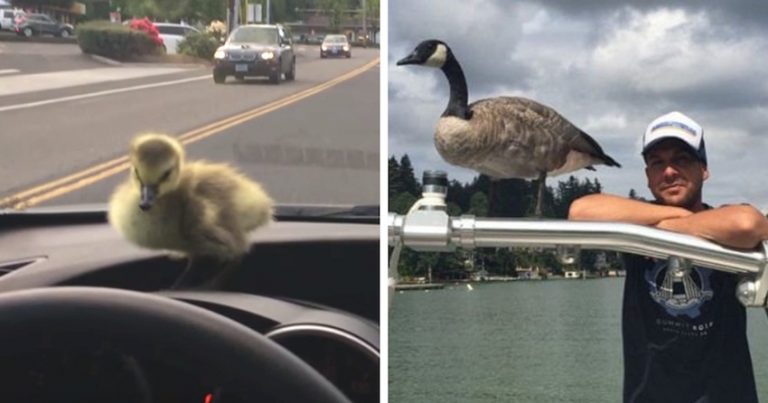 Man And Canada Goose Forge An Unusual Friendship After Bird Abandoned As Baby