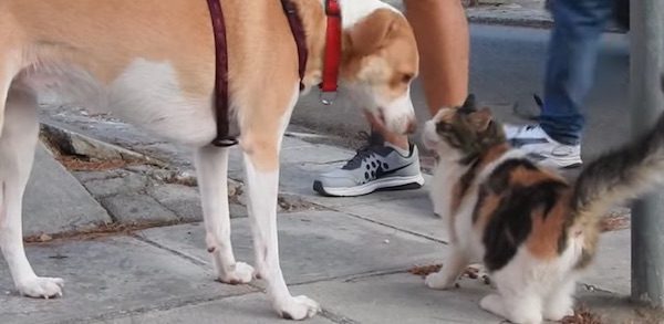 meli-4