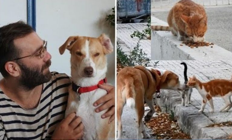 Rescue Dog Is Making A Big Difference In The Lives Of Stray Cats In Her Neighborhood