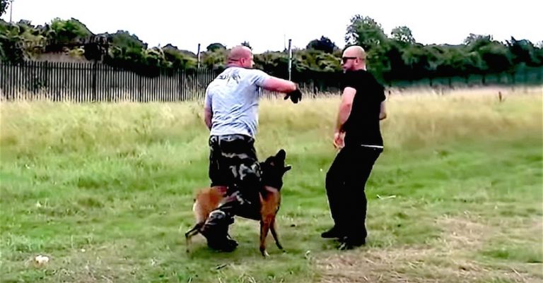 milo dog training