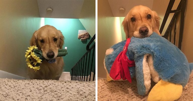 Mojito and her dog toys