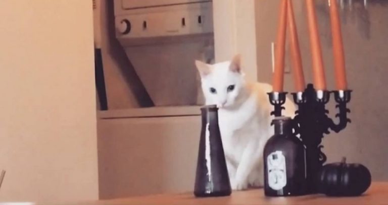 Naughty Cat Gets Caught In The Act