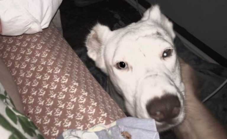 Abused Dog Wakes Her Rescuer Up To Say ‘Thank You’ And Get A Cuddle