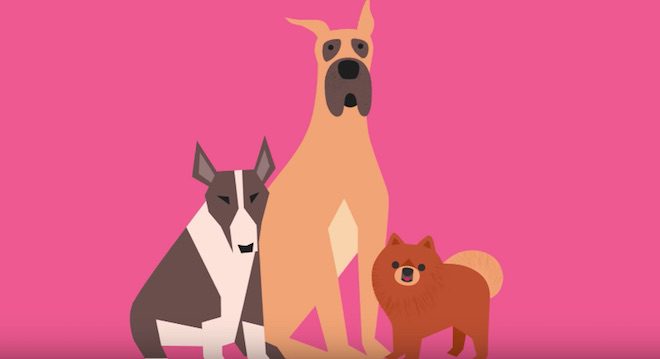The Origin Of Dogs