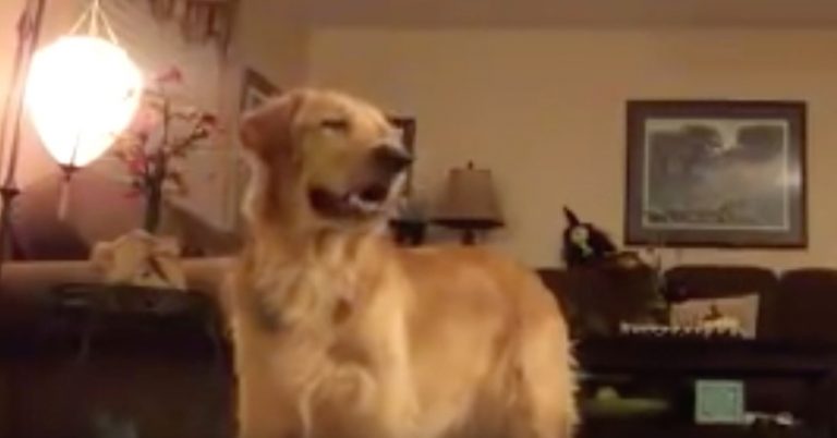 Golden Retriever Beautifully Sings Along To ‘The Prayer’ By Andrea Bocelli