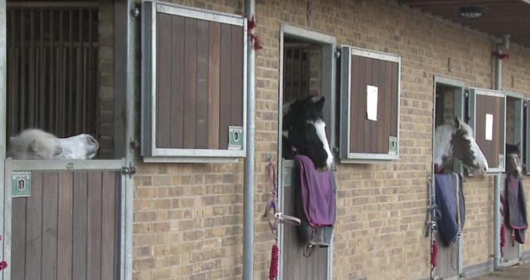 mini horse and door