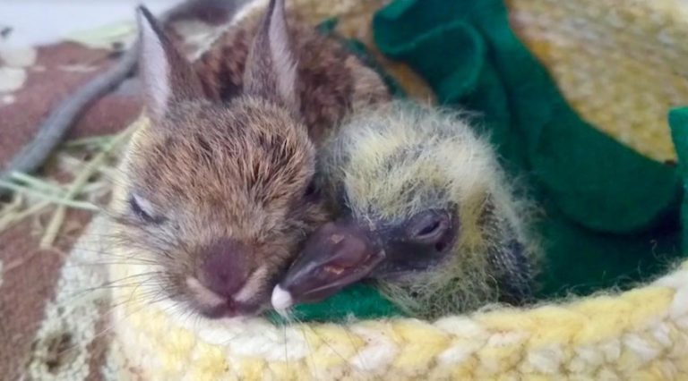 Baby Rabbit and Pigeon Chick Break Down Divider To Comfort One Another