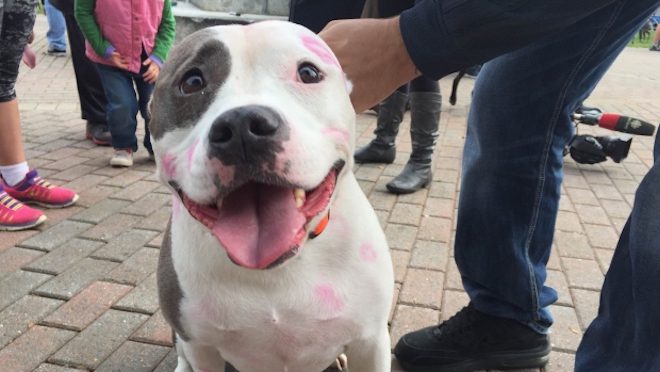 Pit Bull Ban Suspended Indefinitely In Montreal After Judge’s Ruling