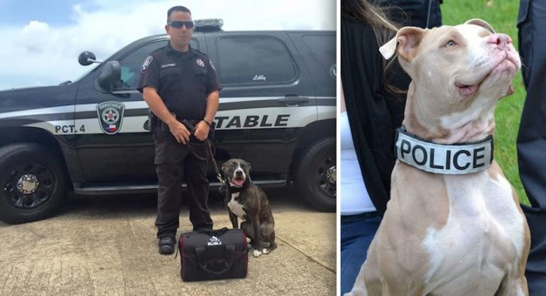 K9 Pit Bulls