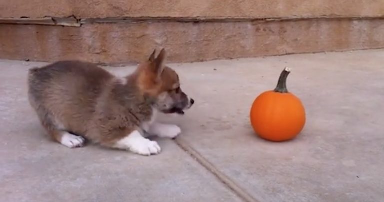 pumpkin puppy
