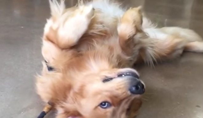 Adorable Golden Retriever Refuses To Leave Pet Store