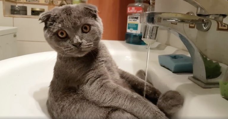Adorable Cat Gives Himself Shower In The Sink