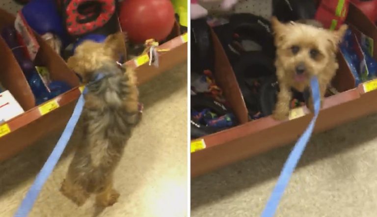 Senior Dog Who Lived Her Whole Life In Puppy Mill Picks Out Her Very First Toy