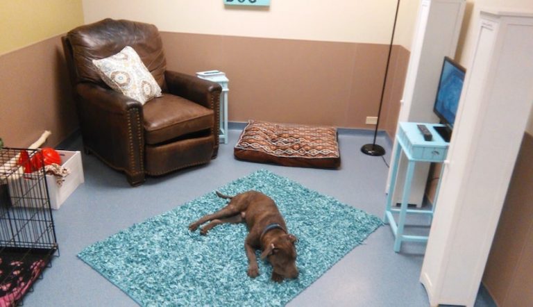 special animal shelter room