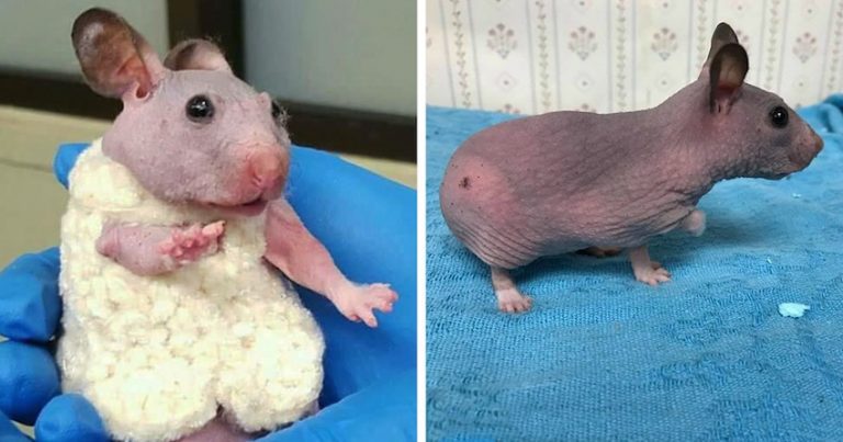 Silky the hairless hamster