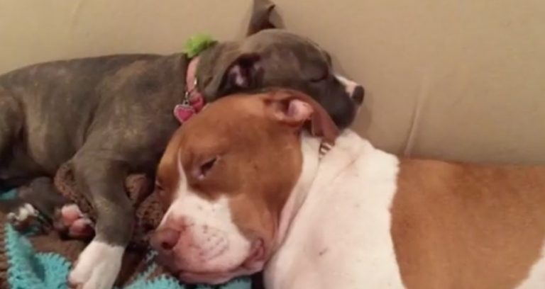 snoring puppy wakes dog