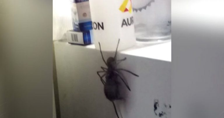 hunstman spider with mouse