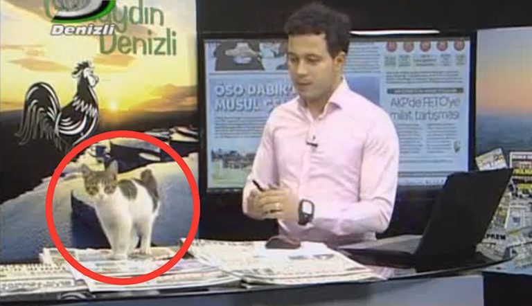 stray cat interrupts tv show