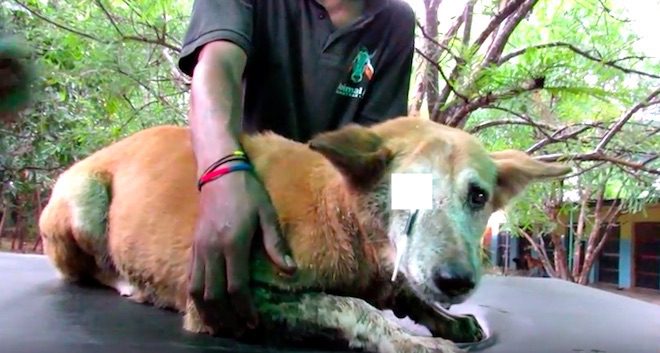 Elderly Stray Dog Saved After Huge Porcupine Quill Pierces Her Eye Lid