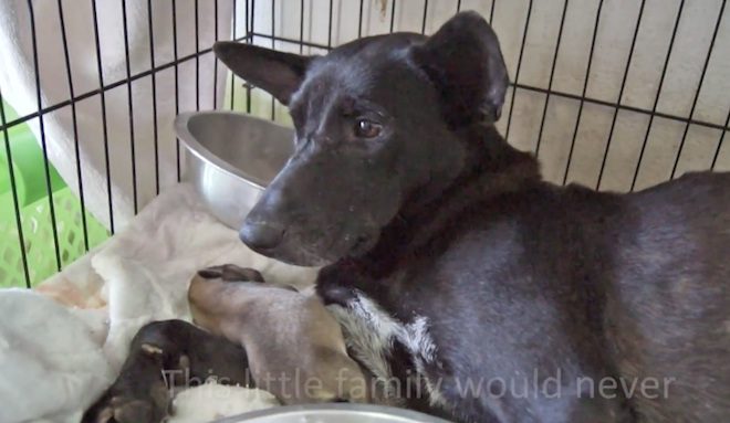 Man Races After Pregnant Dog Hit By A Car To Save Her Life