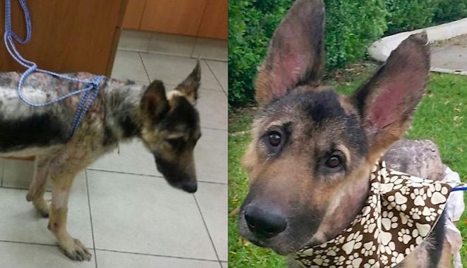 Neglected German Shepherd Dog Experiences Love For The First Time In His Life