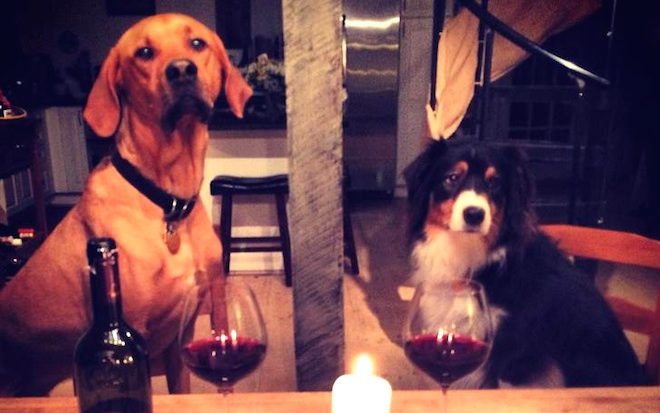 Couple Who Met At The Dog Park Share Their Adorable Engagement Story