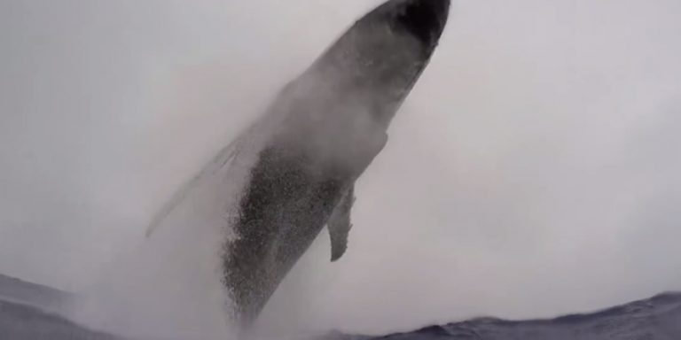 Humpback Whale Breaches Right Next To Swimmer In Amazing Video
