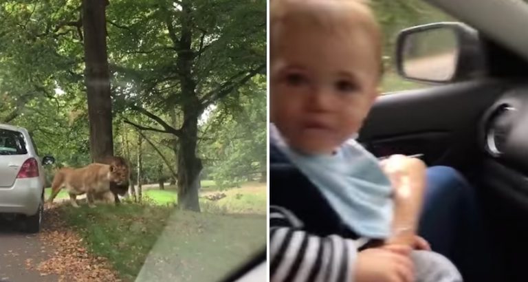 Baby Completely Shocks Parents As Lions Walk By Family’s Car