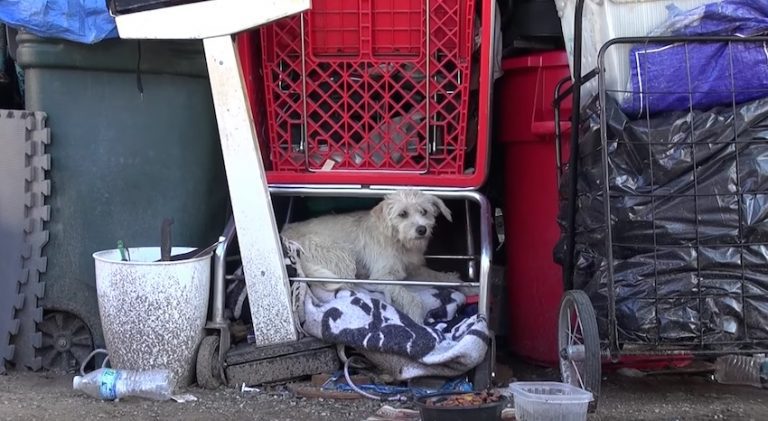 Rescuers Come To Save Stray Dog Only To Discover There’s More To Her Than Meets The Eye