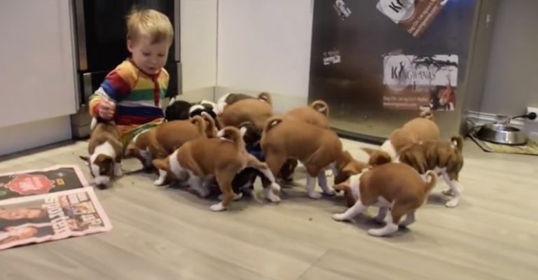 16 Basenji Puppies Have The Time Of Their Lives Playing With Little Boy