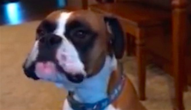 Boxer Dog Is Not Happy About Not Being Allowed On The New Couch