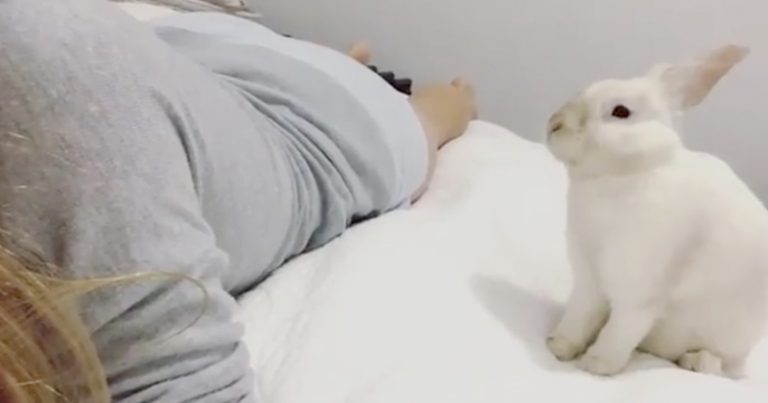 bunny flop